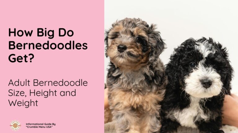 How Big Do Bernedoodles Get? Bernedoodle Size, Height & Weight